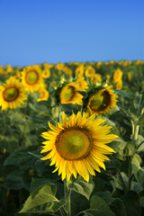 Field of Sunflowers