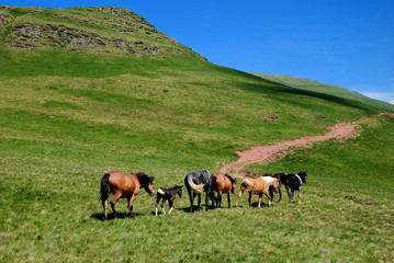 Fototapeta premium wild horses free in nature