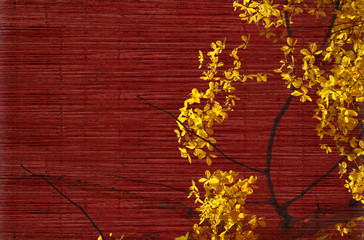 Golden shower tree blossom