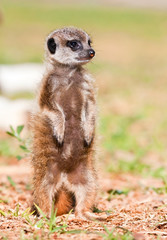Baby Suricate standing up-straight