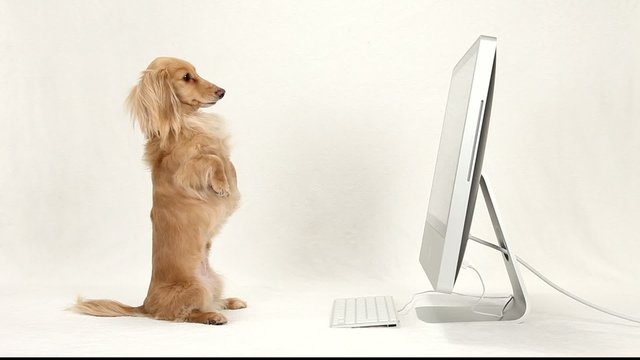 Dachshund and PC