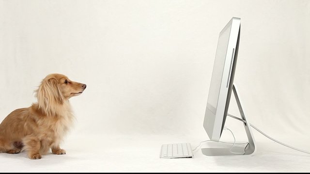 Dachshund and PC