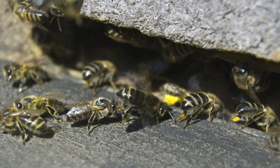 Bees