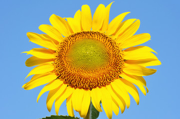 bright beautiful sunflower