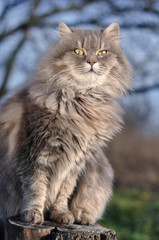 fluffy gray cat
