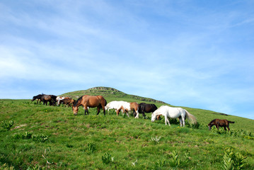 wild horses free in nature