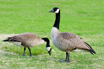 Canadian geese