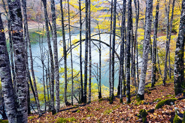Hayas en Irati. Navarra