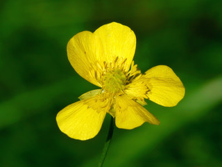 Hahnenfuß-Blüte