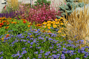 Gartenmargerite - garden marguerite 04