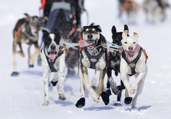 Fototapeta na wymiar Wyścigi psów w śniegu