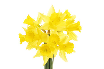 Group of daffodil flowers