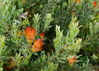 Prothée, fleur emblème de l'Afrique du Sud