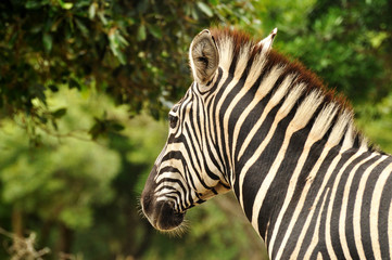 Fototapeta na wymiar Zebra pac Kruger w RPA