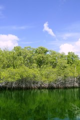 Florida Keys mangroove detail green water