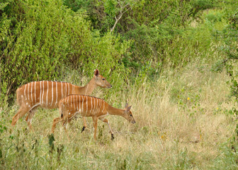 Obraz na płótnie Canvas Impalas Kruger Park w Republice Południowej Afryki