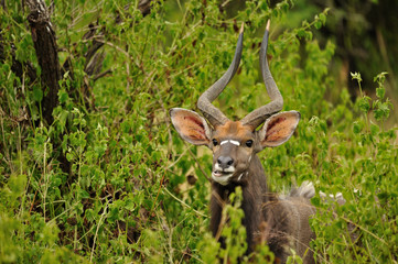 Impalas du Parc Kruger en Afrique du Sud