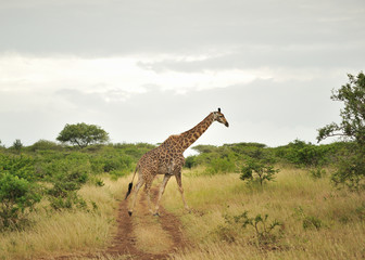 Girafe du Parc Kruger en Afrique du Sud