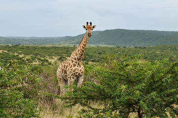 Obraz premium Girafe du Parc Kruger en Afrique du Sud