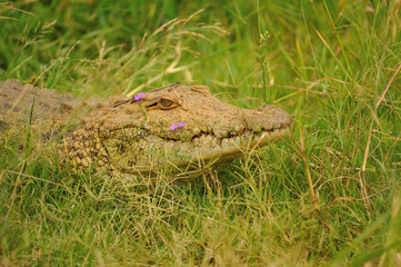 Crocodile d'Afrique du Sud