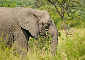 Eléphant du Parc Kruger, Afrique du Sud