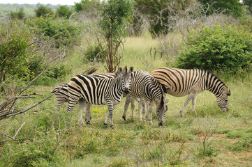 Fototapeta na wymiar Zebry Parku Krugera w Republice Południowej Afryki