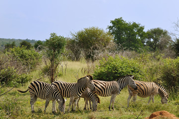 Zèbres du parc Kruger en Afrique du Sud
