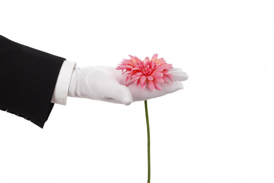 Blume pfl&uuml;cken - Serie wei&szlig;e Handschuhe