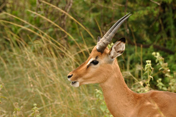 Impalas du Parc Kruger en Afrique du Sud