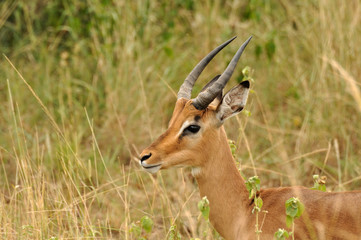 Naklejka na ściany i meble Impalas Kruger Park w Republice Południowej Afryki