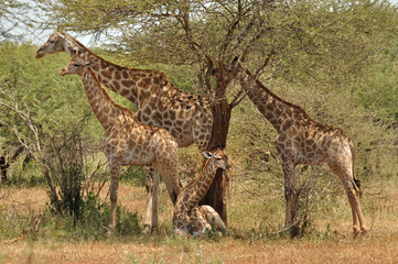 Girafes du Parc Kruger, Afrique du Sud
