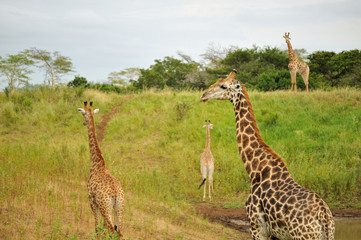 Girafes du Parc Kruger, Afrique du Sud