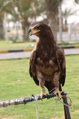 Adler in Dubai