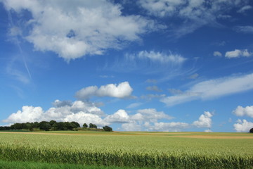 Himmel und Kornfeld