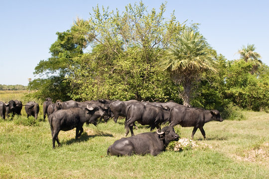 Rinder auf einer Estancia
