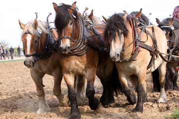 Kaltblut-Sechssp&auml;nner