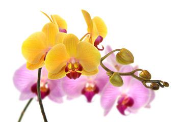 Fototapeta na wymiar Orchideen 38