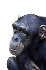 chimpanzé