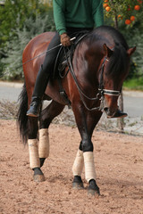 Caballo Andaluz