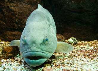 Fisch