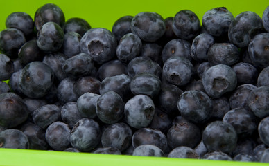 Blueberry Background with Bright Green Border