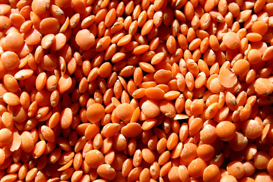 lentilles corail