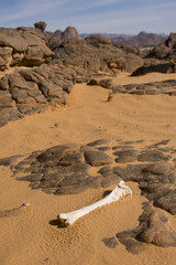 Isolated bone in the desert
