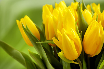 Yellow tulips