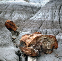Fototapeta na wymiar Petrified Wood Fossils