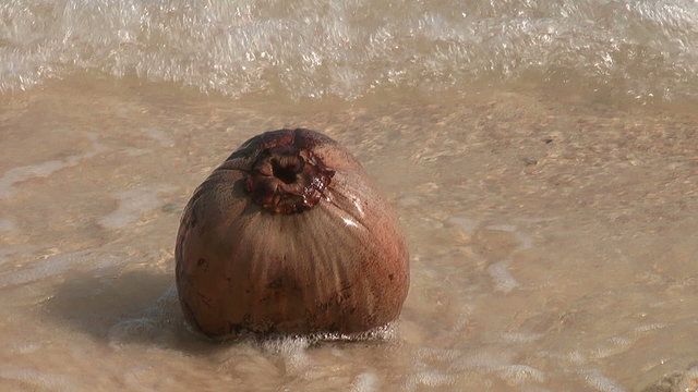 Coconut on a tropica beach