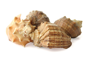 shells on a white background