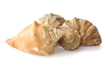 Three shells on a white background