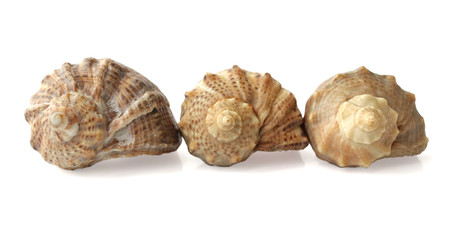 Three shells on a white background