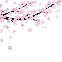 cherry blossoms